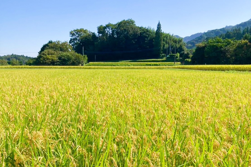 自然栽培 「あけぼの」 玄米｜3kg