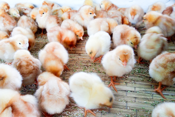 自然養鶏 平飼い卵 (有精卵) 「ほんまの卵」｜10個 × 2パック