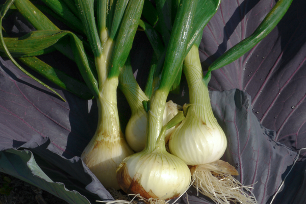 ＜再入荷待ち＞ 有機栽培 糸島の冬野菜セット｜Mサイズ