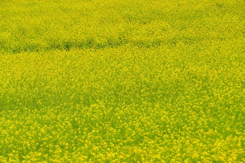 無添加 純なたね油｜825g