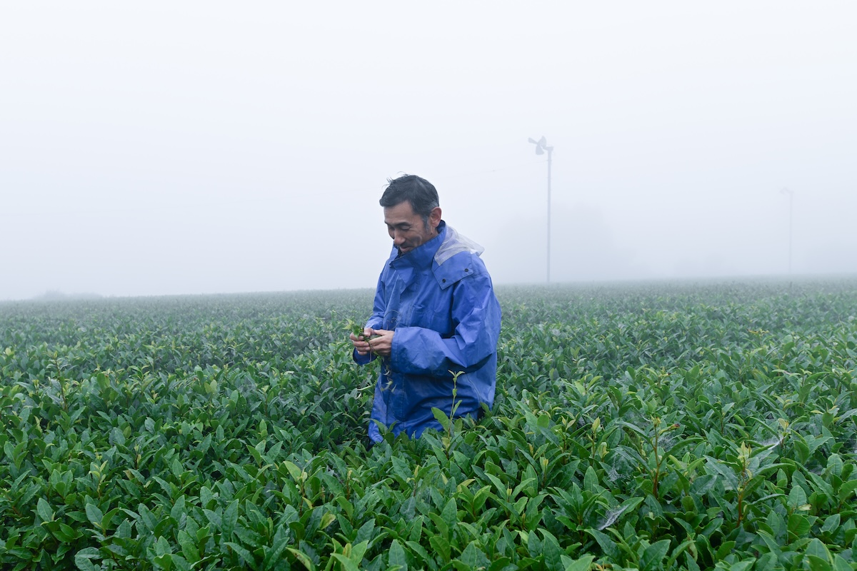 自然栽培の水出し緑茶 あお｜5g×7個