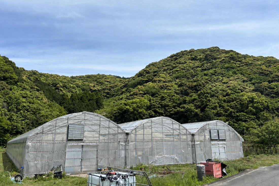 ＜再入荷待ち＞ 特別栽培 ミニトマト｜3kg