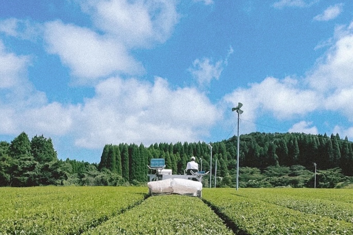 自然栽培のほうじ茶｜ティーバッグ
