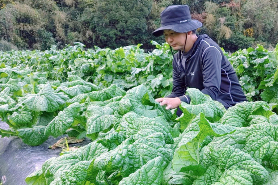 有機栽培 糸島の旬野菜セット｜Mサイズ