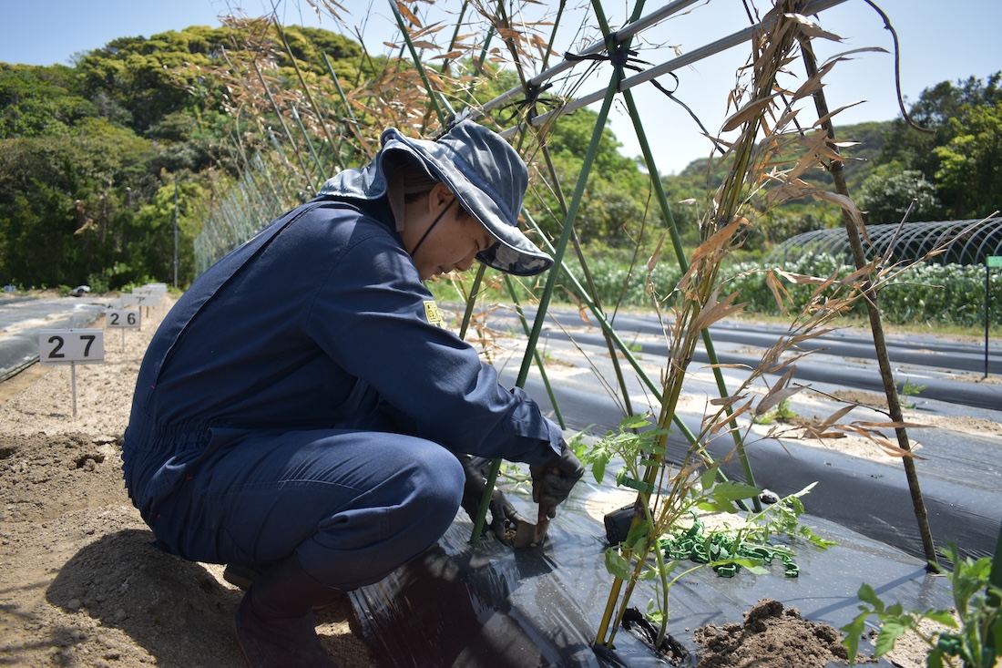 有機栽培 志賀島の旬野菜セット｜Lサイズ