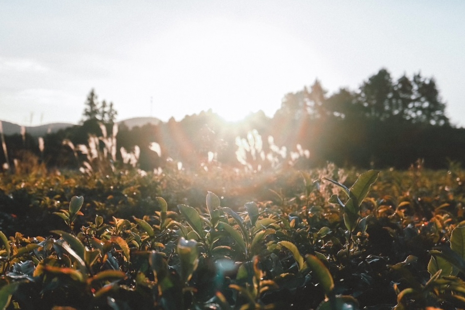 自然栽培の日南龍茶(リーナンロンチャ)｜ティーバッグ
