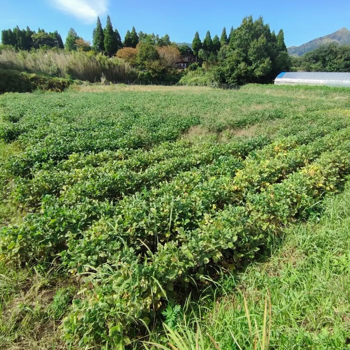 自然栽培 花嫁小豆｜200g