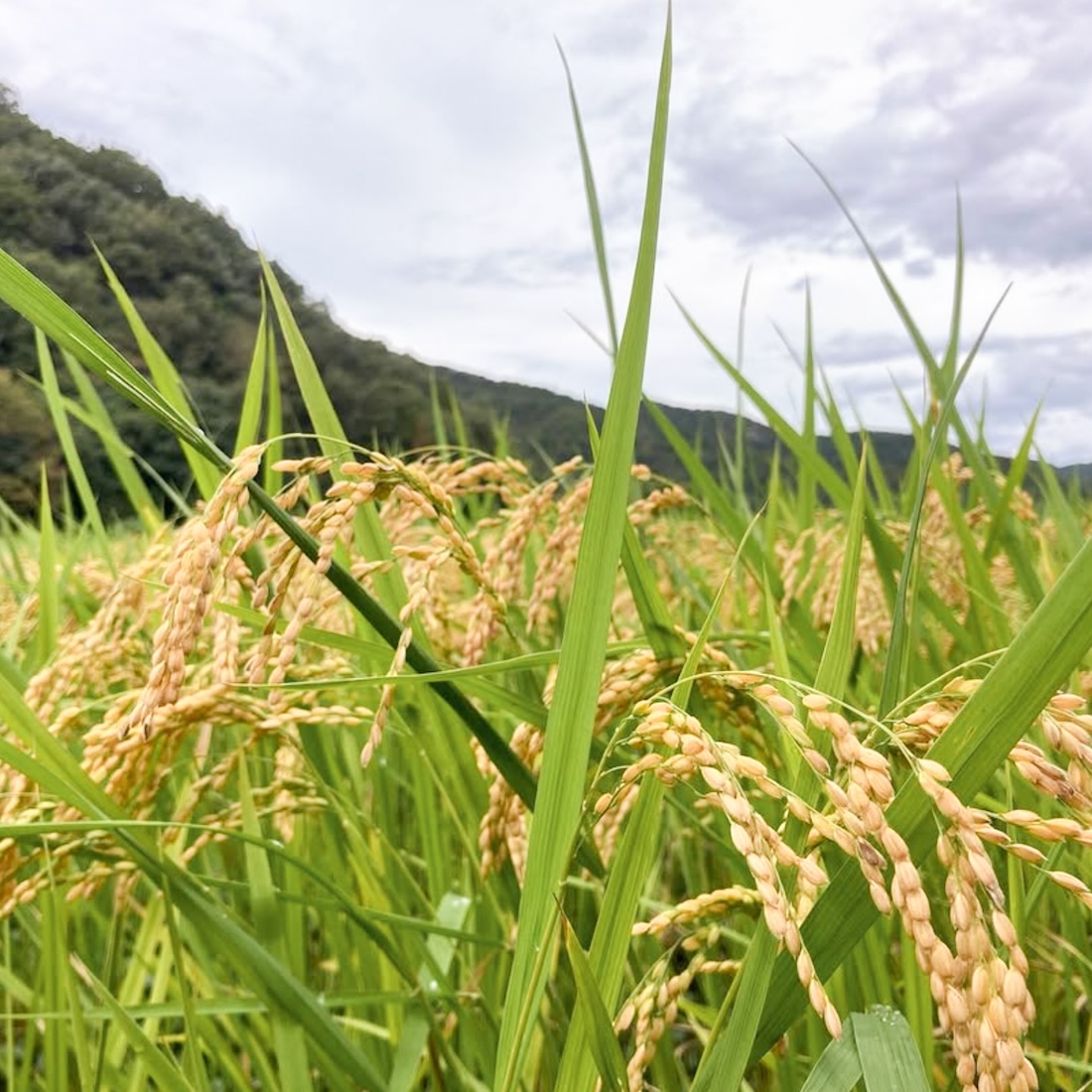 〈令和8年産〉自然栽培 「きぬむすめ」｜白米 4.5kg