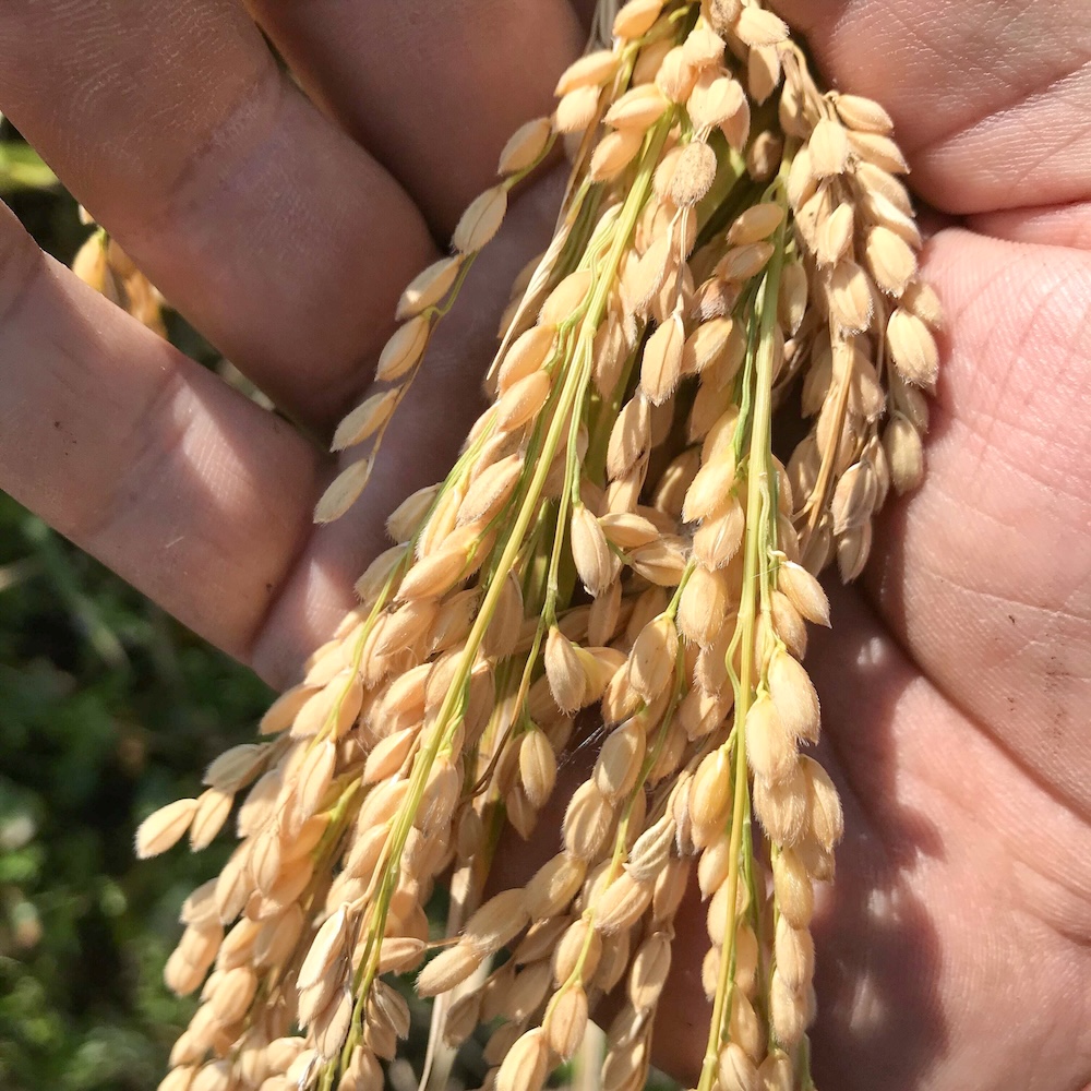 〈令和8年産〉自然栽培 「朝日」｜7分づき米 5kg