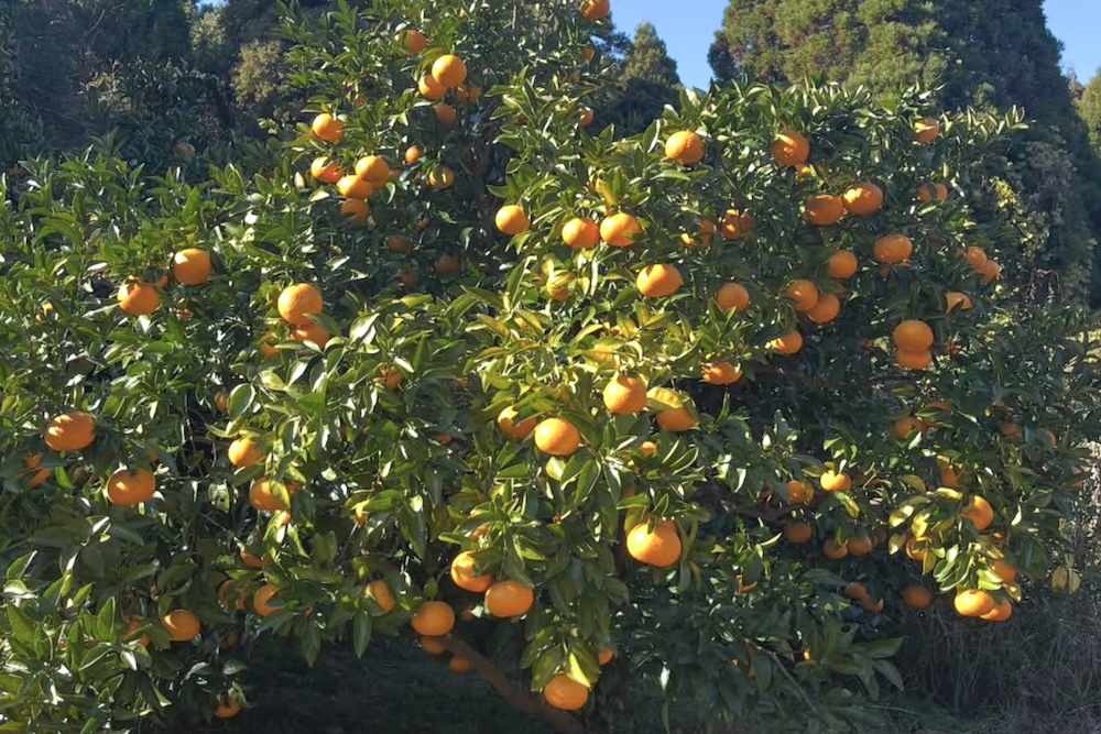 ＜再入荷待ち＞ 自然栽培 紅甘夏 規格外｜5kg