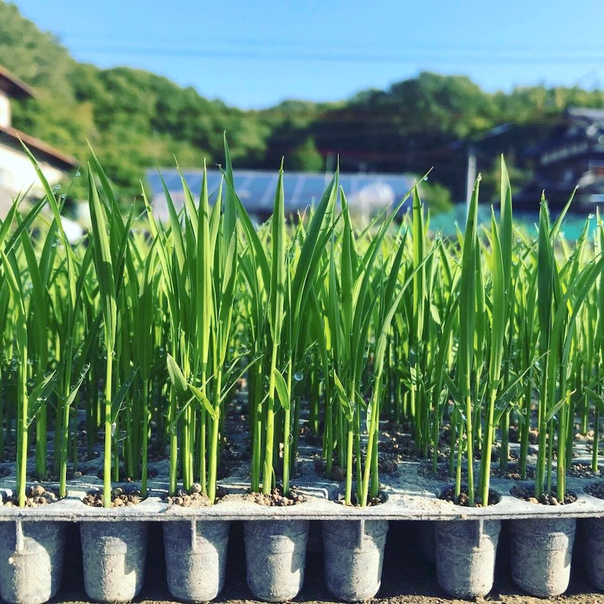 〈令和8年産〉自然栽培 「ササニシキ」｜5分づき米 3kg