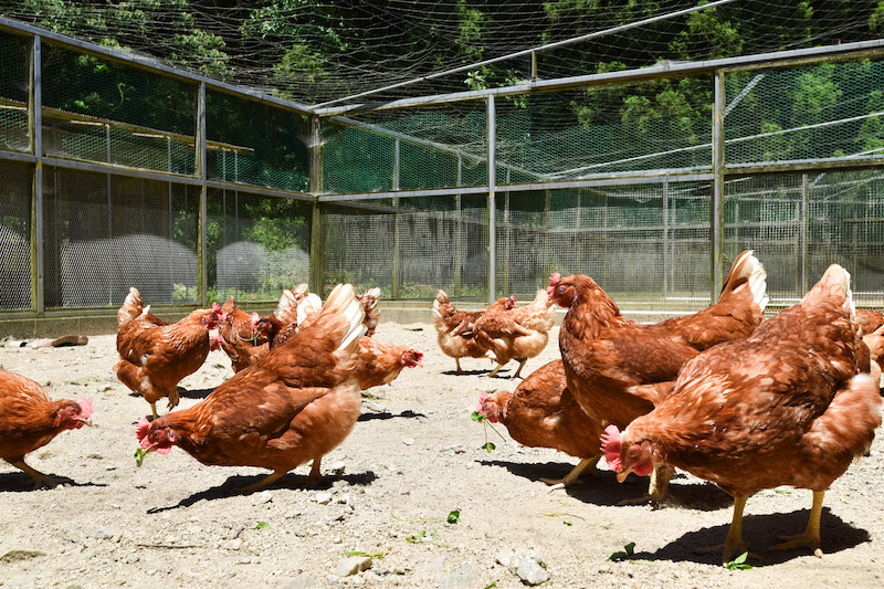 「平飼い卵」2種食べ比べセット