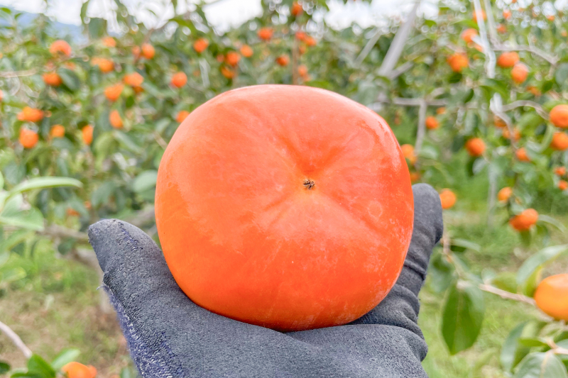 樹上完熟 早秋柿｜3kg