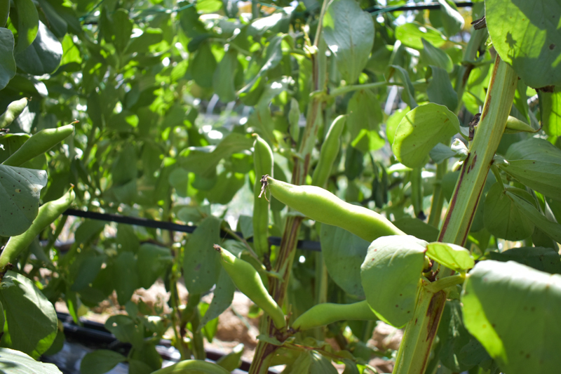 有機栽培 志賀島の旬野菜セット｜Mサイズ