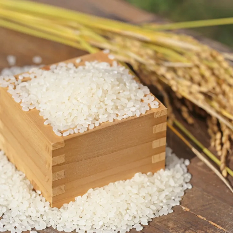 自然栽培 原種「旭一号」 白米｜5kg