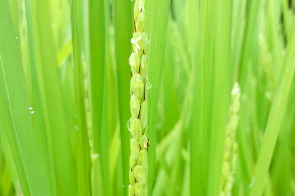 ＜再入荷待ち＞ 在来種・自然栽培 「彦太郎」 玄米｜2kg