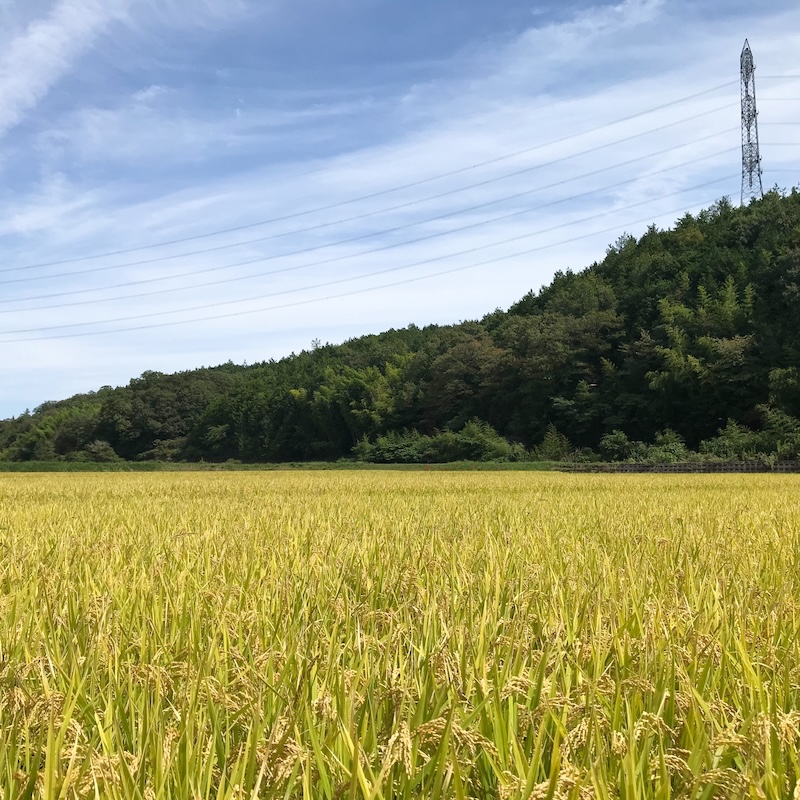 【安心一年便・月1配送】 自然栽培 「きぬむすめ」｜白米 5kg