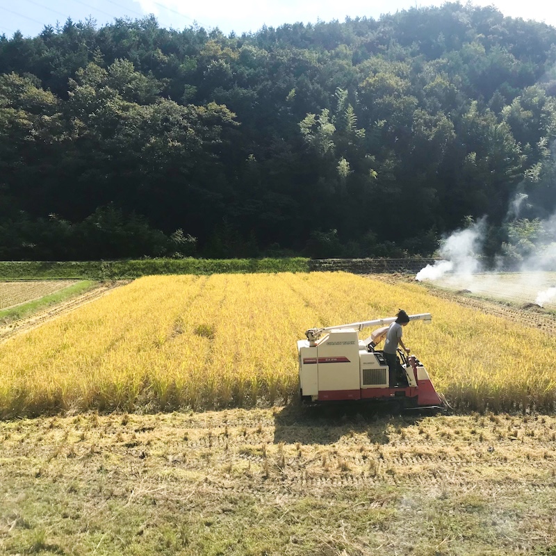 【安心一年便・月1配送】 自然栽培 「きぬむすめ」｜白米 3kg