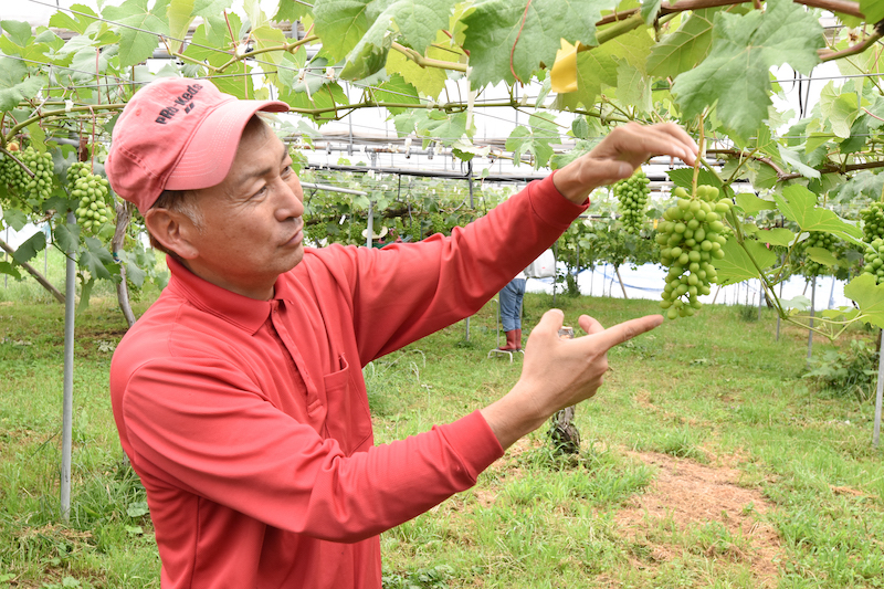 ＜再入荷待ち＞ 樹上完熟 巨峰｜2房