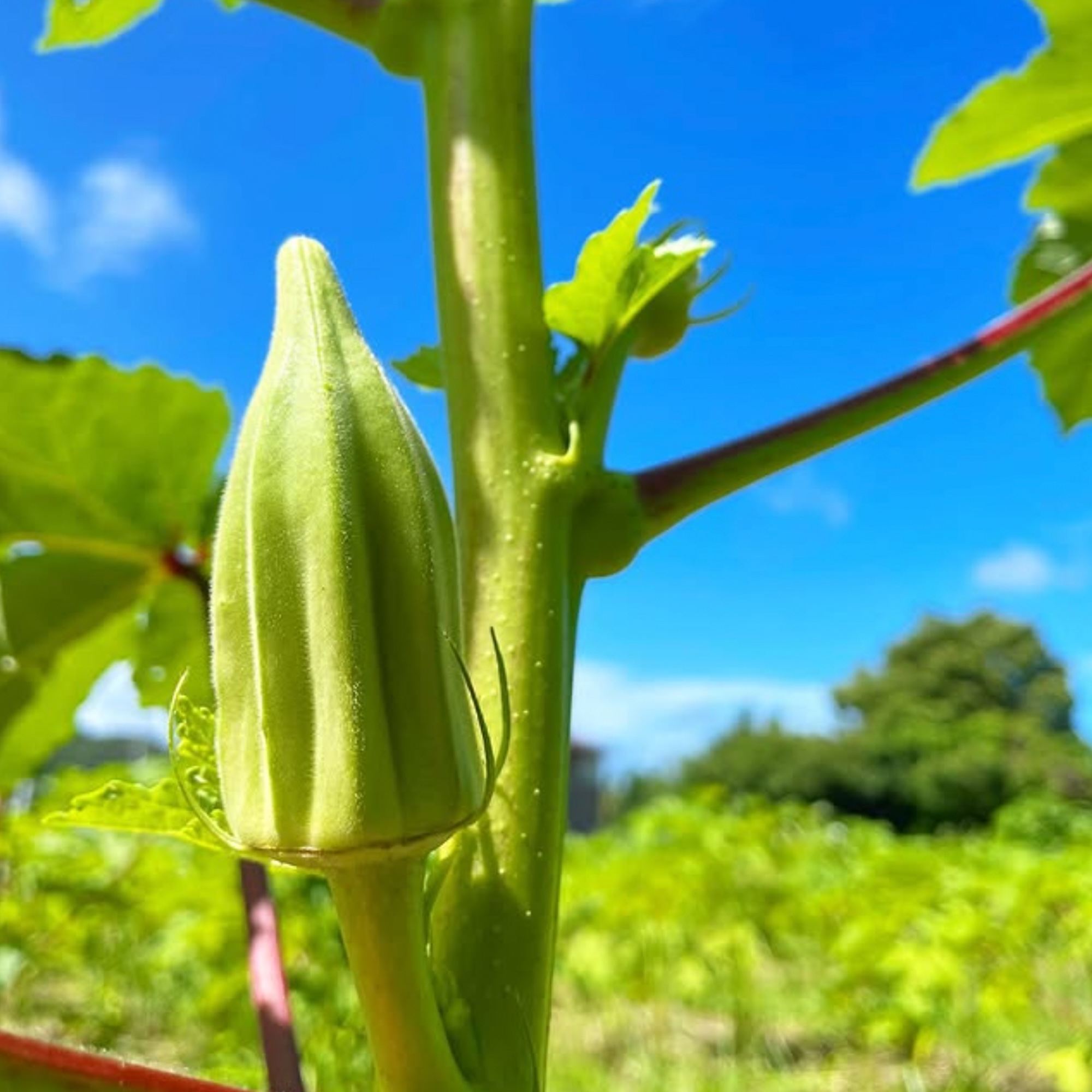 【月替わりおまかせ】旬の野菜の詰め合わせ VEGE BOX｜Sサイズ