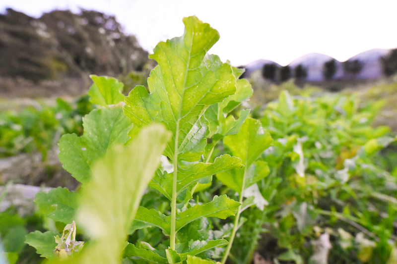 有機栽培 唐津の旬野菜セット