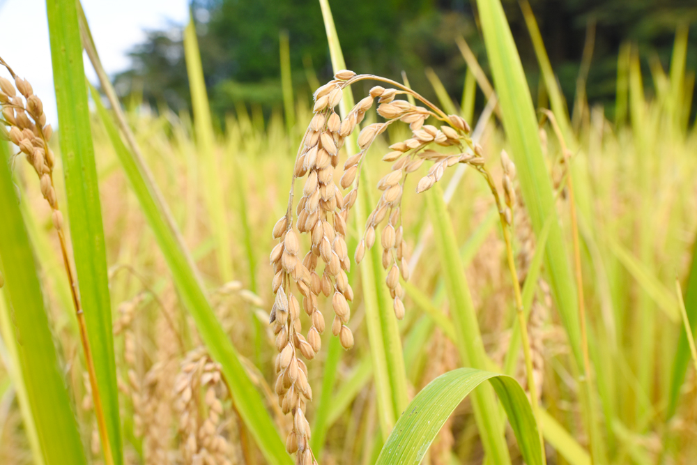 自然栽培 「にこまる」 玄米｜5kg