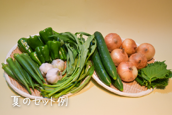 有機栽培 糸島の旬野菜セット｜Lサイズ