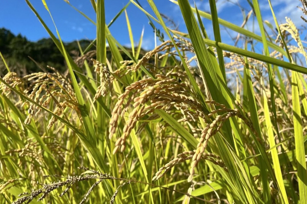 自然栽培 「ヒノヒカリ」 玄米｜5kg