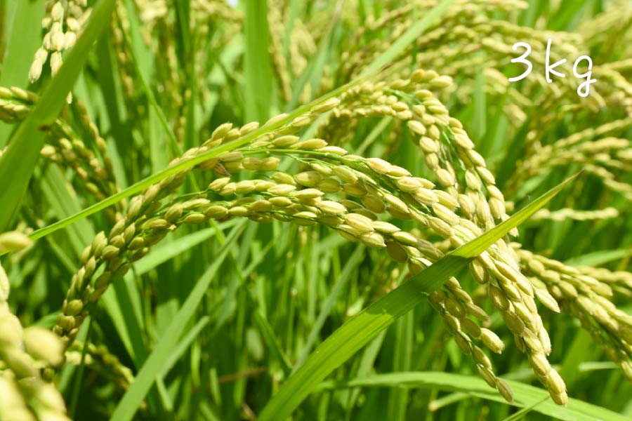 栽培期間中農薬不使用 「七城米・ひのひかり」白米｜3kg