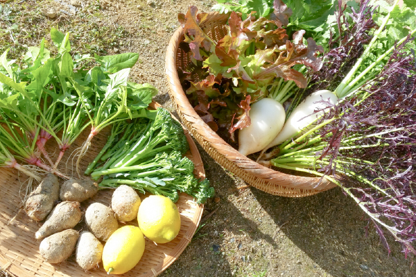 有機栽培 唐津の旬野菜セット