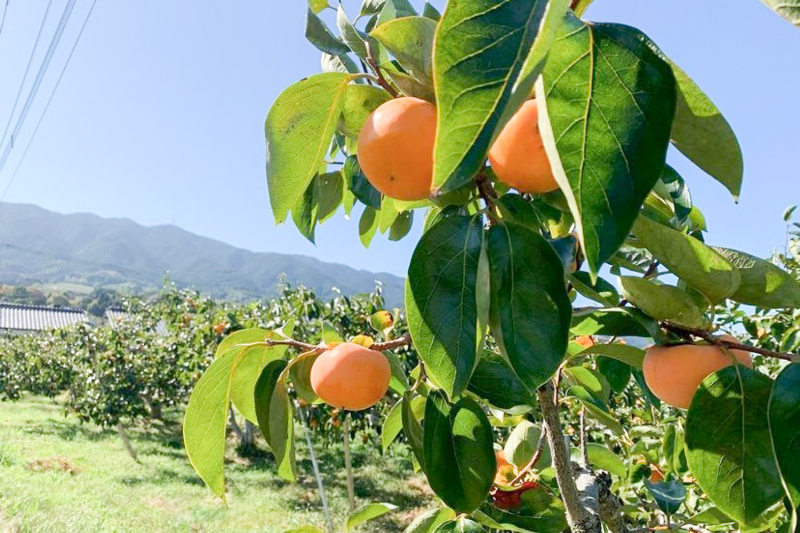 樹上完熟 太秋柿｜5kg