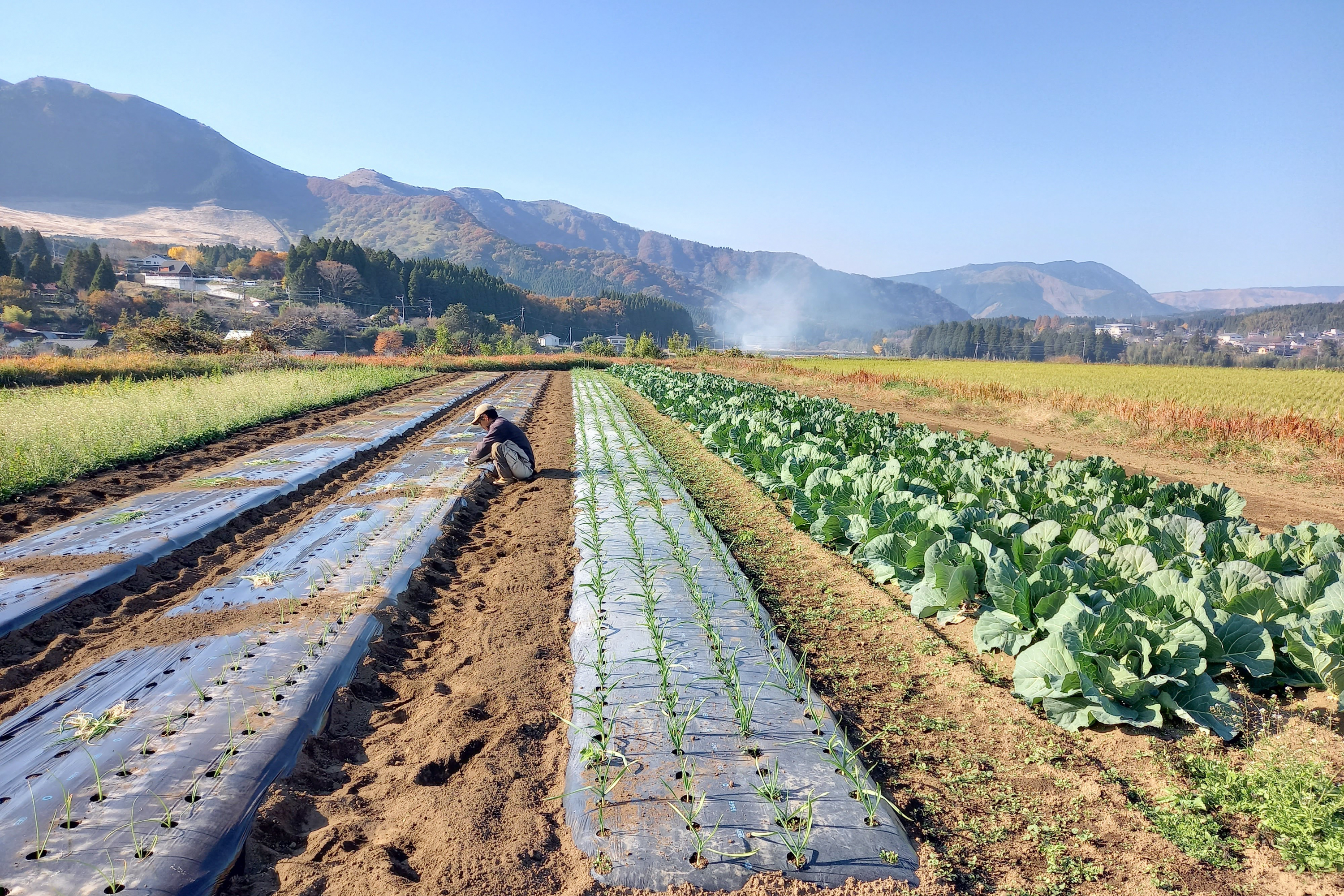有機栽培 南阿蘇の旬野菜セット