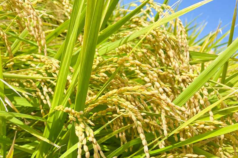 栽培期間中農薬不使用「元気つくし」 玄米｜30kg