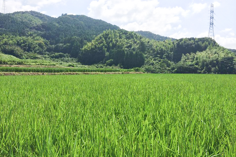 栽培期間中農薬不使用 「ひのひかり」 白米｜5kg