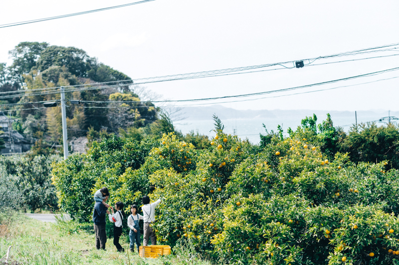 ＜再入荷待ち＞ 自然栽培 甘夏｜10kg