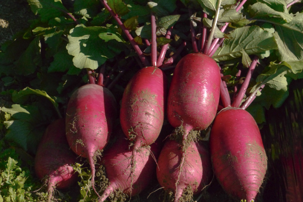 ＜再入荷待ち＞ 有機栽培 糸島の冬野菜セット｜Mサイズ