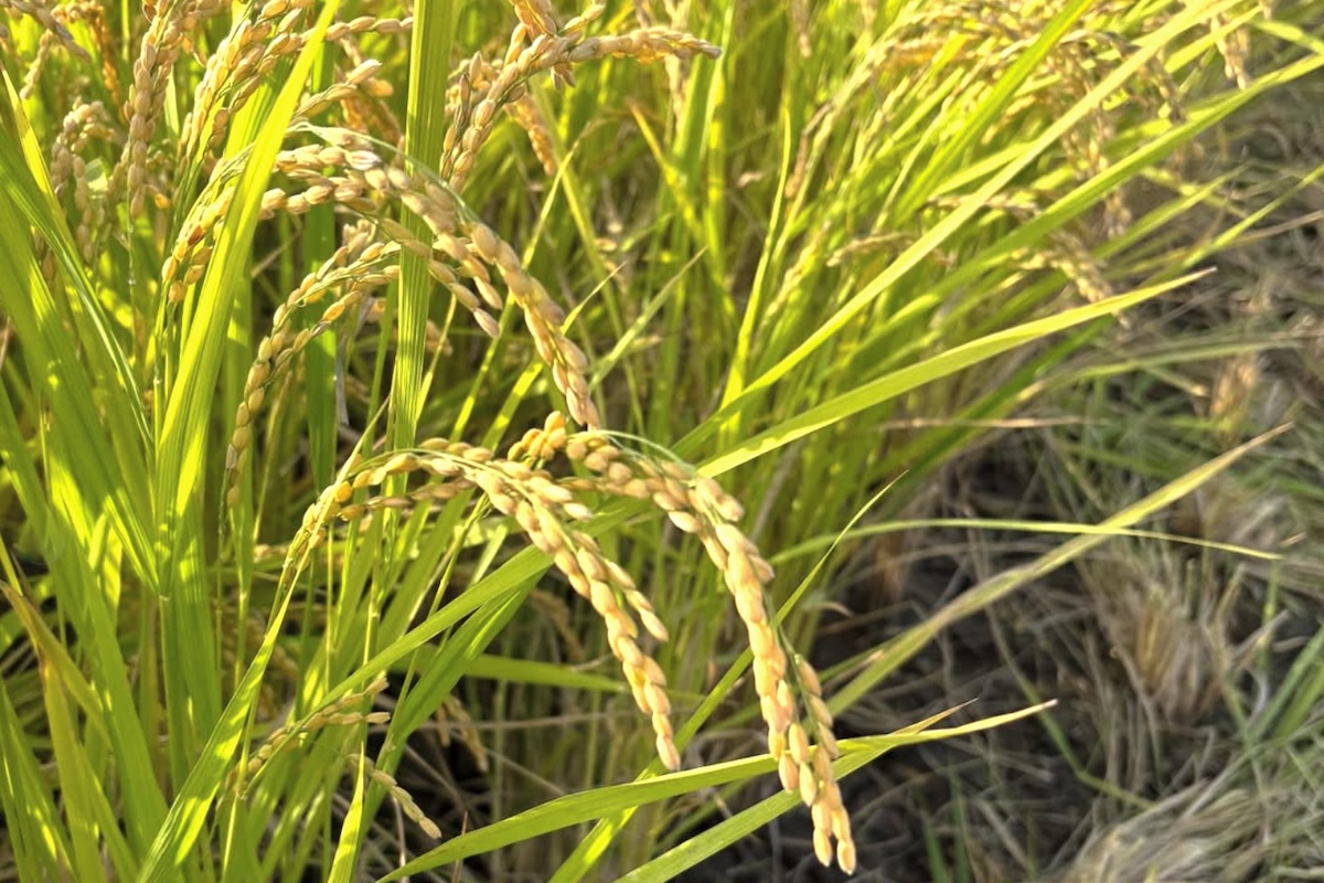 自然栽培 「ヒノヒカリ」 白米｜5kg