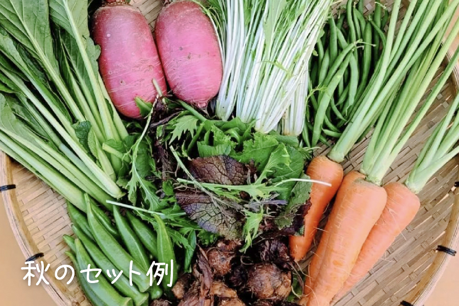 有機栽培 糸島の旬野菜セット｜Lサイズ