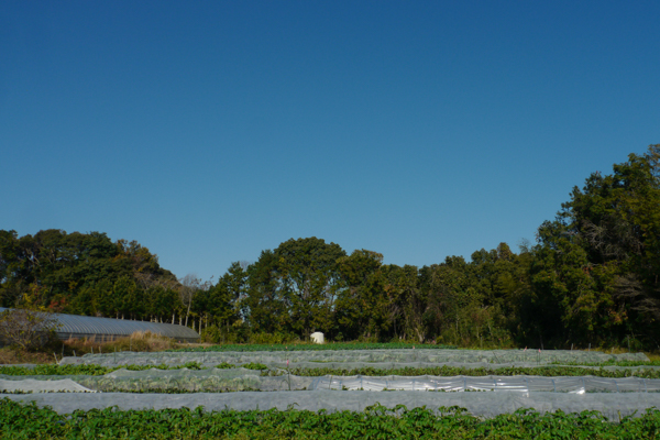 ＜再入荷待ち＞ 有機栽培 糸島の冬野菜セット｜Lサイズ