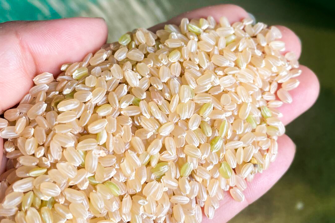 栽培期間中農薬不使用 「ひのひかり」 玄米｜3kg