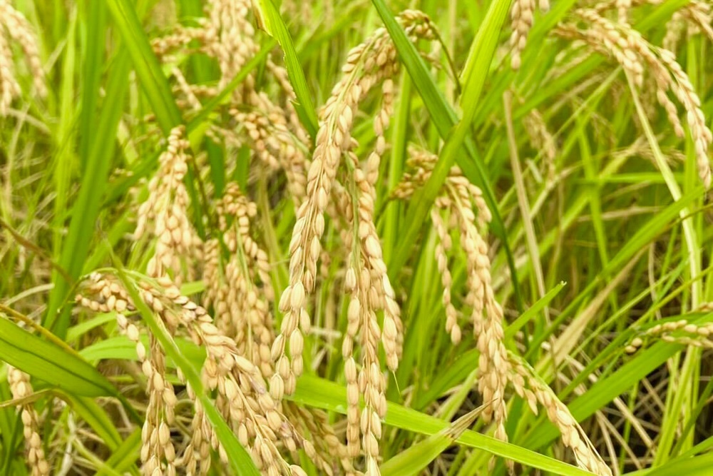 自然栽培 「あけぼの」 玄米｜10kg