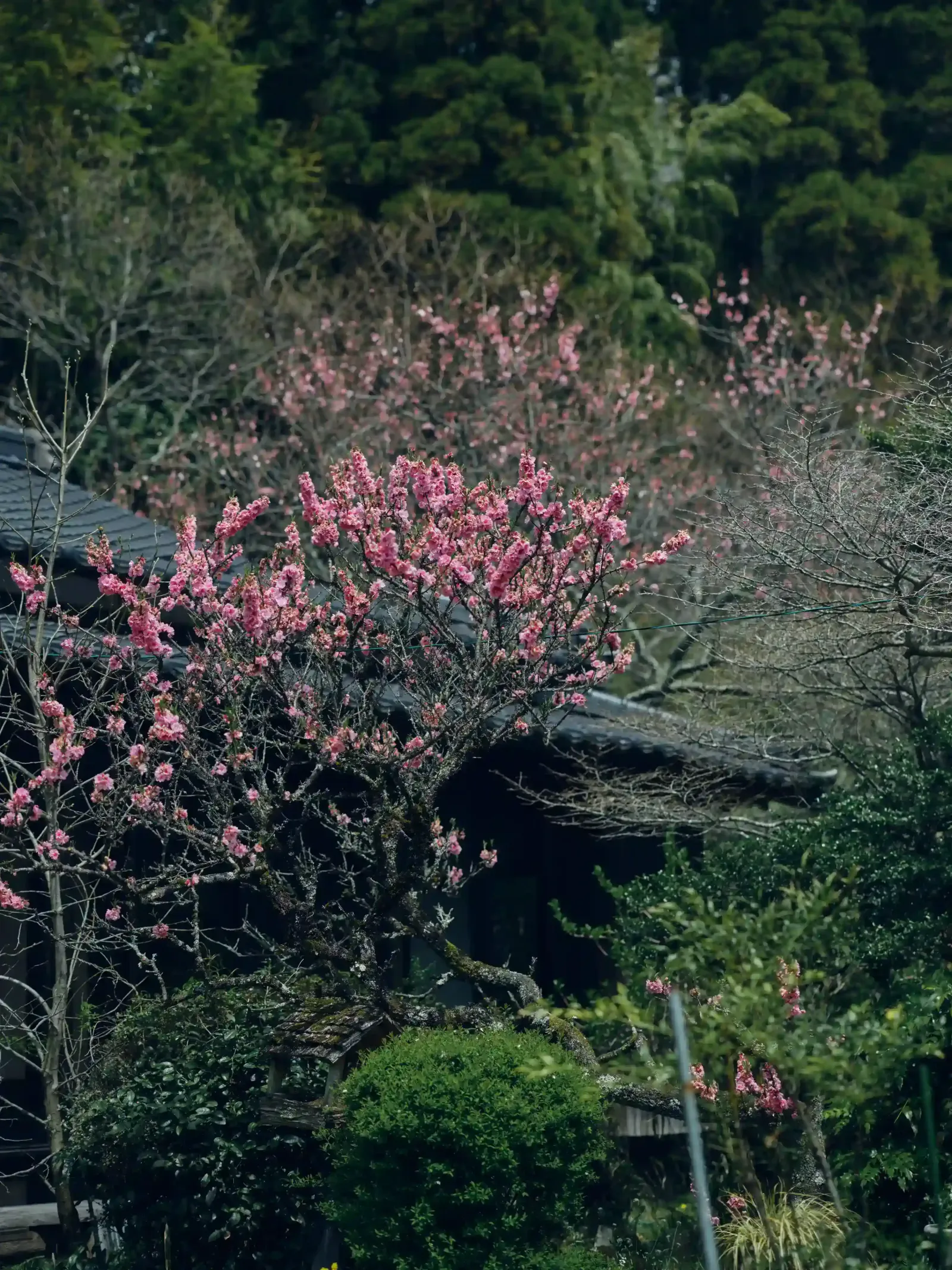 梅の木の風景