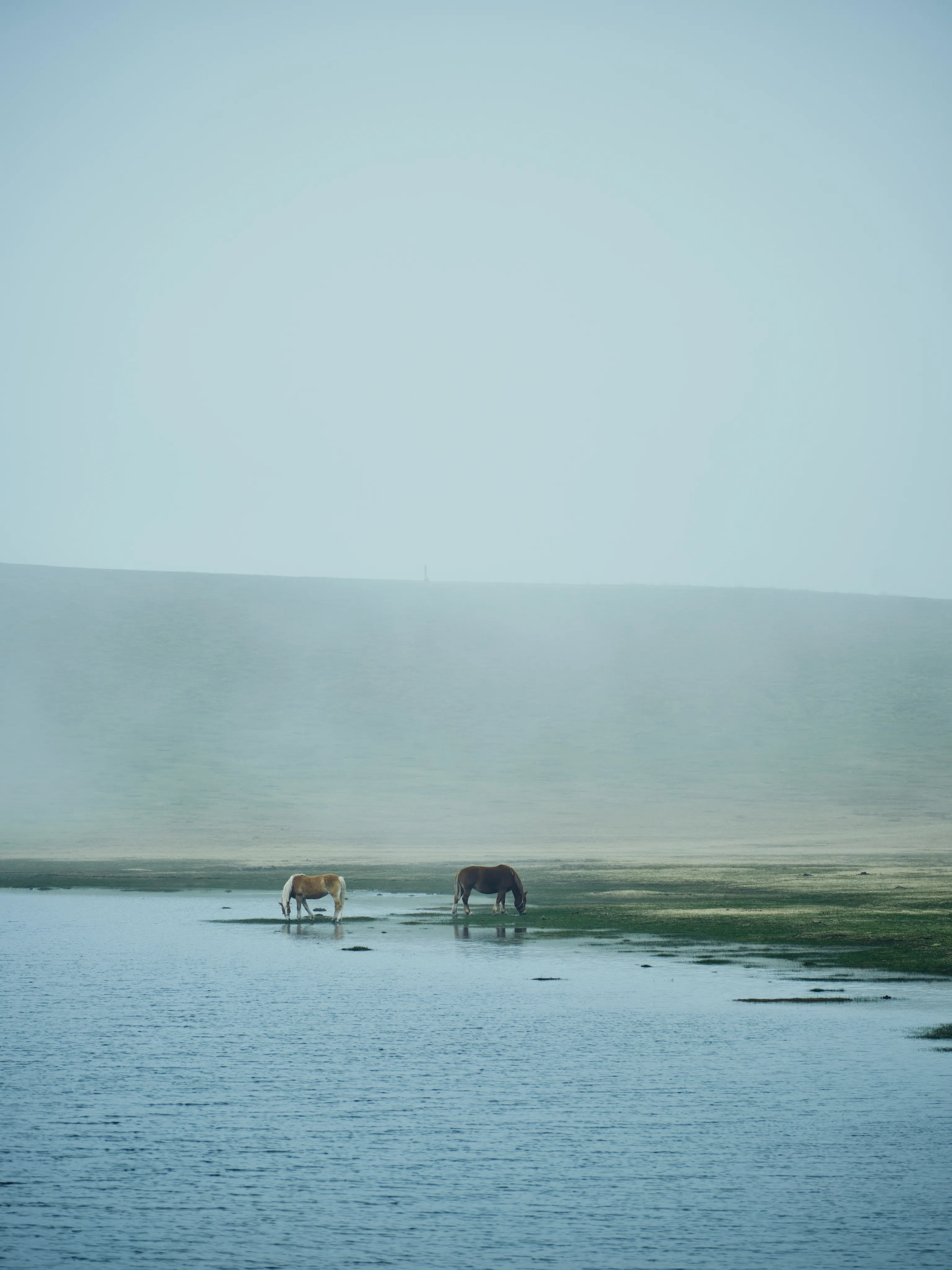 馬と水辺の風景