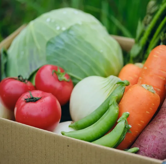 VEGE BOX