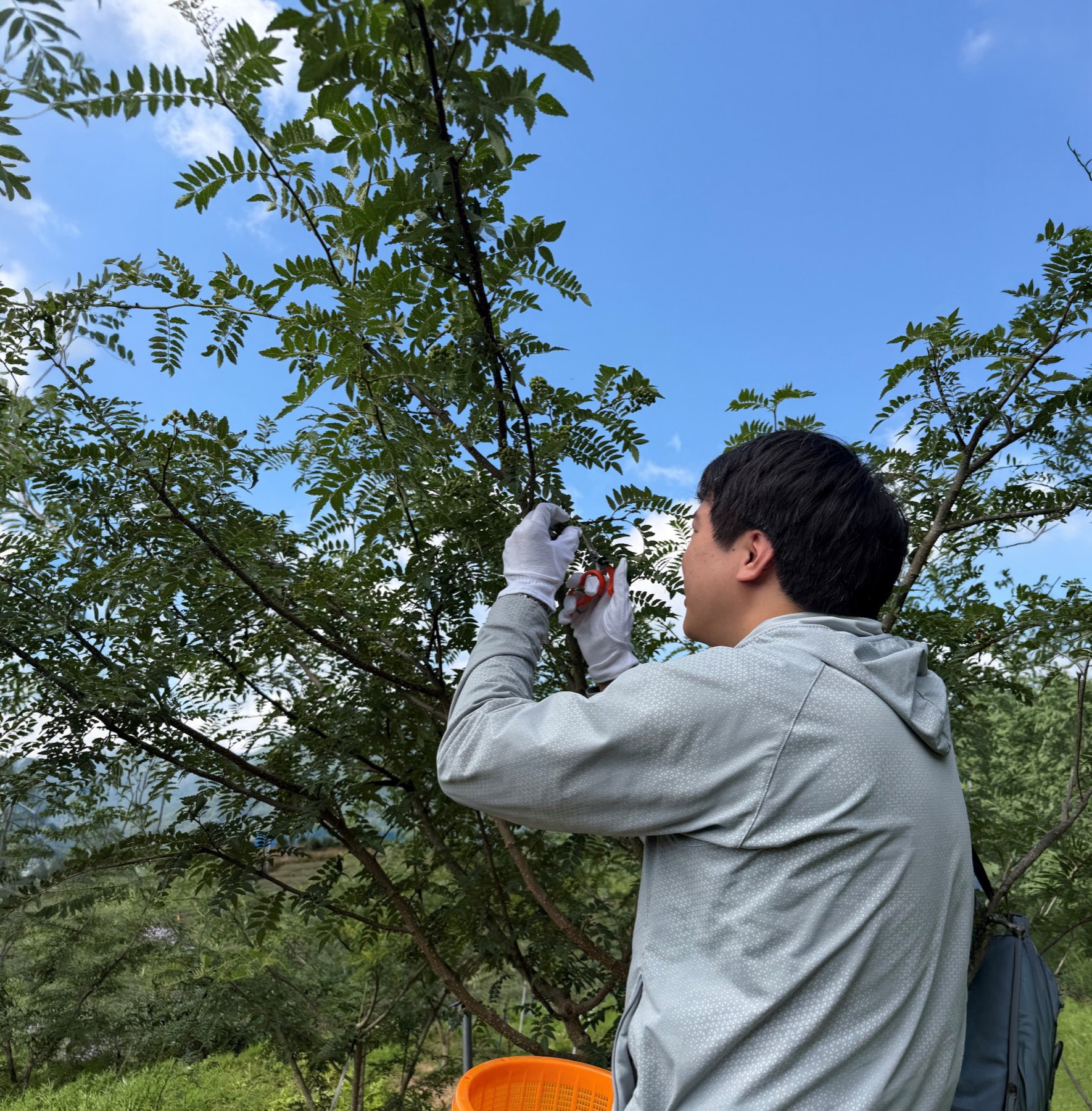 山椒の実を手摘みする生産者