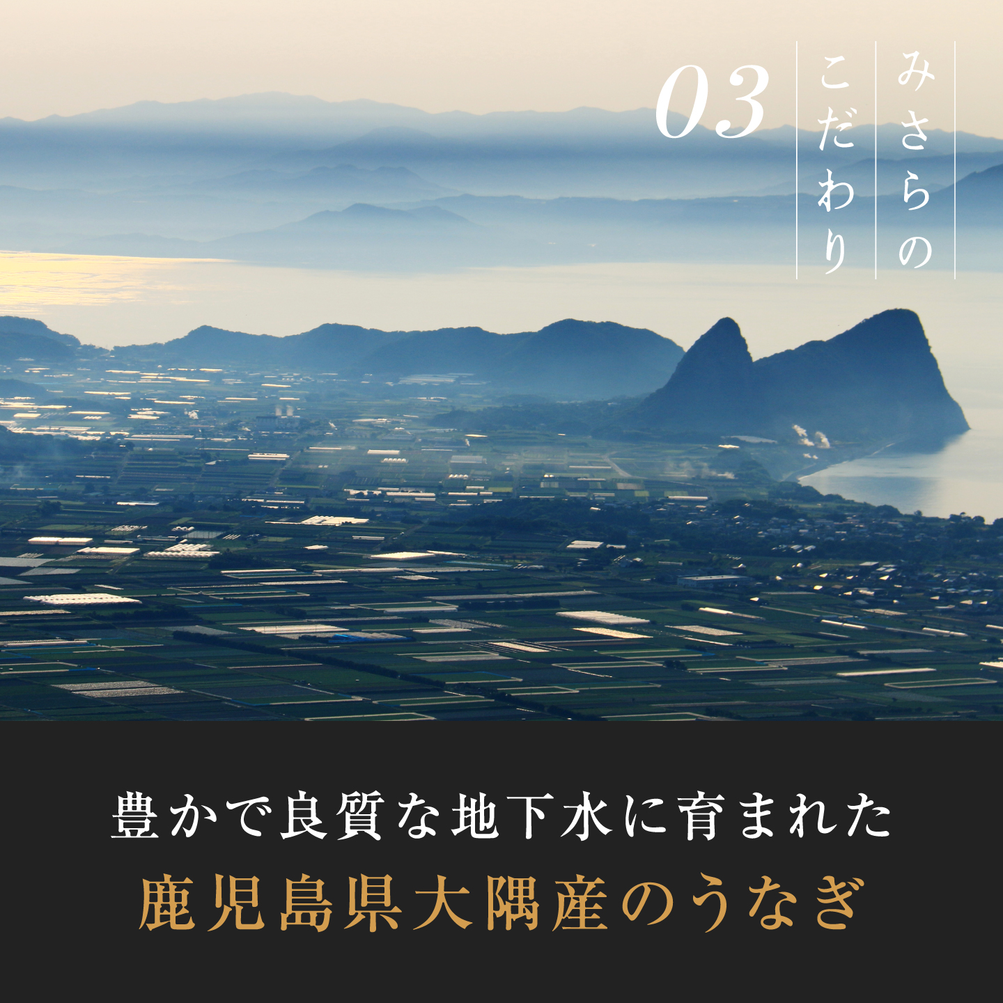 ＜桐箱＞超特大280g 鹿児島県産 うなぎ蒲焼き（1尾）+うなぎ肝焼き