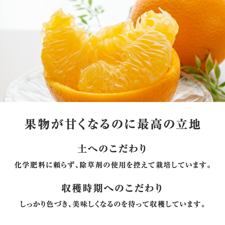 鹿児島県産 特大うなぎ蒲焼き（2尾）＜3〜6人前＞+特製ジェラート（八朔×4個）