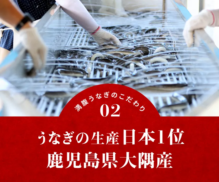 うなぎ生産日本1位鹿児島県大隅産