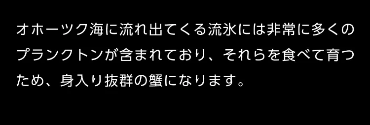 オホーツク海に流れ出てくる流氷には非常に多くのプランクトンが含まれており、それらを食べて育つため、身入り抜群の蟹になります。