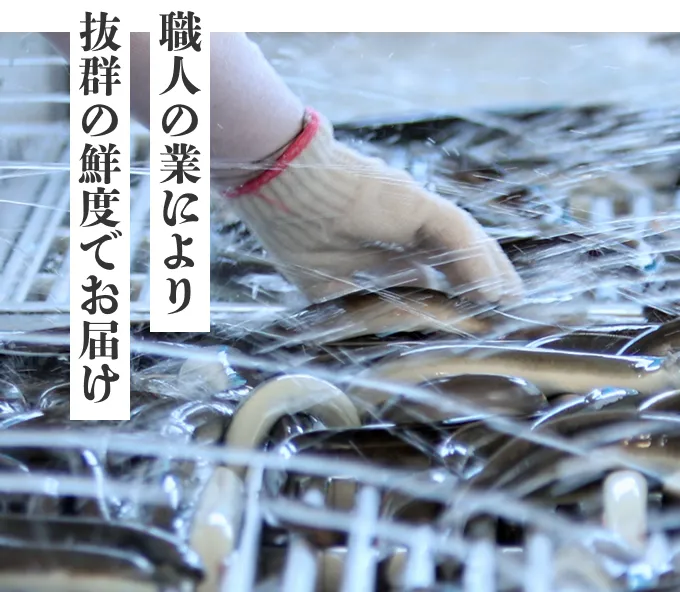 職人の業により 抜群の鮮度でお届け